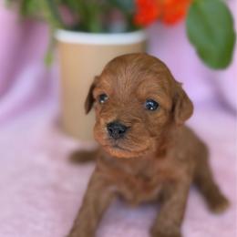 Chase - Red male Cavapoo puppy in Mona, Utah from Small Town Cavaliers