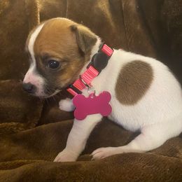 Girl 3 - Tri-color female Jack Russell Terrier puppy in Centerville, Pennsylvania from Rose Haven Farm