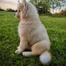 Pomsky and Siberian Husky Puppies from A-Dream Pomsky Kennel