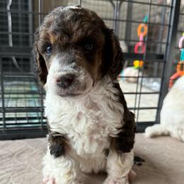 Ducky - Parti male Poodle puppy in Peyton, Colorado from Fuzzybottoms Ranch LLC