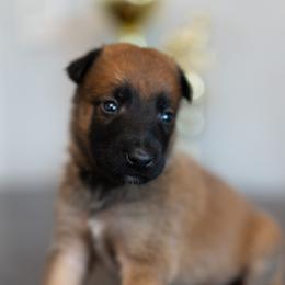 Girl 5 - female Belgian Malinois puppy in Lincoln, Nebraska from Nebraska K9
