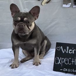 French Bulldogs from Kezia's French Bulldogs