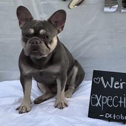 French Bulldogs from Kezia's French Bulldogs