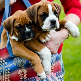 Boxer Puppies from Chippewa Valley Boxers