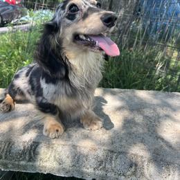 Maverick - Dachshund