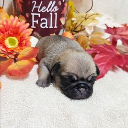 Fawn Girl (orange) - Fawn female Pug puppy in Tulsa, Oklahoma from Locust Creek Pugs & Japanese Chin's