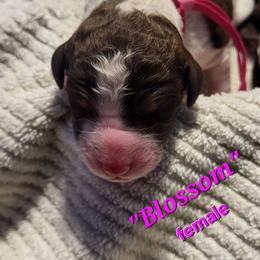 Blossom - Parti female Goldendoodle puppy in Pilot Point, Texas from K9 Sidekicks, LLC