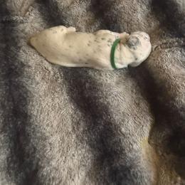 King Boomi - White and black male Dalmatian puppy in Killeen, Texas from America's Dalmatian Friends