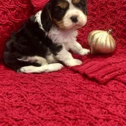 Cavalier King Charles Spaniel and Pembroke Welsh Corgi Puppies from Puppy PlayPen