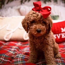 Aussiedoodle and Goldendoodle Puppies from Mackedoodles