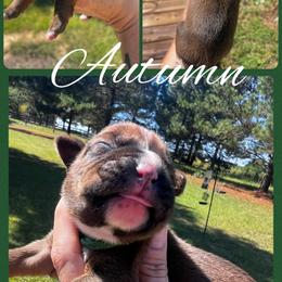 Autumn - Fawn female Boxer puppy in Cochran, Georgia from Sweet Georgia Boston’s