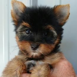 Boy 1 - Black and gold male Yorkshire Terrier puppy in Jamestown, Tennessee from Green Ridge