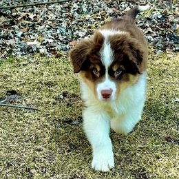 Australian Shepherds from Melissa Johnson