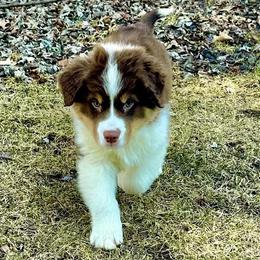 Australian Shepherds from Melissa Johnson