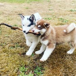 Pomsky Puppies from Periwinkle Pomskies