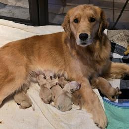 Charm - Light golden female Golden Retriever puppy in Marietta, Oklahoma from Dogs of Diamond B