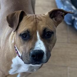 Georgia - American Staffordshire Terrier puppy from LBK & Ancient City