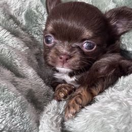 Olive - Chocolate and tan female Chihuahua puppy in Colorado from American Dream Chihuahua’s