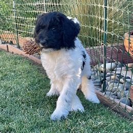 Australian Labradoodle Puppies from Lokal Labradoodles