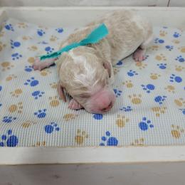 Chase - Parti male Goldendoodle puppy in Grabill, Indiana from Rose's Doodles