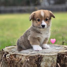 N3 - Red female Pembroke Welsh Corgi puppy in Jacksonville, Texas from ArmnalegRanch LLC
