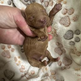 Tallulah - Red female Maltipoo puppy in Coal City, Indiana from Angel Blue Dogs