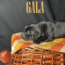 Gala - Black female Newfoundland puppy in Tully, New York from Bear Paw Newfoundlands