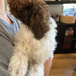 Tiffany Blue - White female Lagotto Romagnolo puppy in Olympia, Washington from Che Bella Amore Lagotti