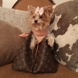 Tiny - Yorkshire Terrier