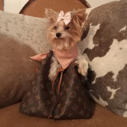 Tiny - Yorkshire Terrier