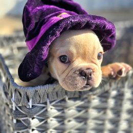 French Bulldog Puppies from County Of Orange Frenchie Family