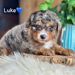 Luke - Blue merle male Aussiedoodle puppy in Lancaster, Minnesota from Finney Ranch