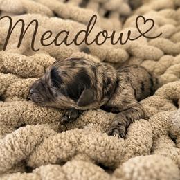 Meadow - Blue merle male Bernedoodle puppy in Fort Collins, Colorado from Front Range Family Doodles