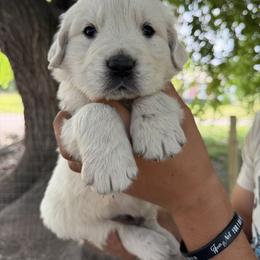 Male pick 3 - Light golden male Golden Retriever puppy in Colville, Washington from Columbia Ridge Goldens