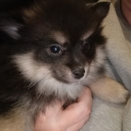 Boy blue collar - Tri-colored male Pomeranian puppy in Parthenon, Arkansas from Michelle's Poms
