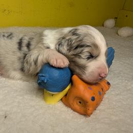 Australian Shepherd Puppies from Firelight Australian Shepherds