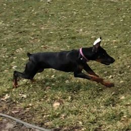 Doberman Pinschers from Brenda Snider