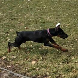 Doberman Pinschers from Brenda Snider