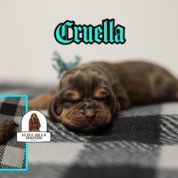 Cruella - Liver and tan female Bloodhound puppy in Wamego, Kansas from Flint Hills Hounds