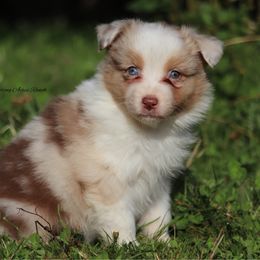 RMF1 - Red merle female Australian Shepherd puppy in Chehalis, Washington from Wandering Acres Ranch