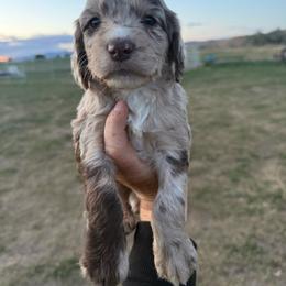 Waffle - Parti female Springerdoodle puppy in Clifton, Idaho from Little Mountain Springers, Springerdoodles & Poodles