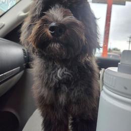 Colorado - Blue merle male Bernedoodle puppy in Boise, Idaho from Nesting Dolls