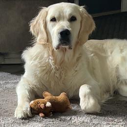 Bailey - Golden Retriever