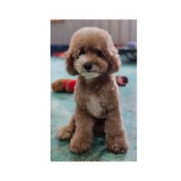 Costa Rica - Apricot male Poodle puppy in Salem, Missouri from Meadowbrook Poodles