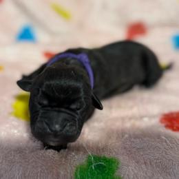 Purple Collar N - Black female Cane Corso puppy in Paris, Texas from Knucklehead Cane Corso