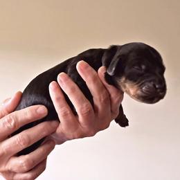 Blue Collar - Black male Australian Labradoodle puppy in Decatur, Alabama from Southern Meadows Doodles
