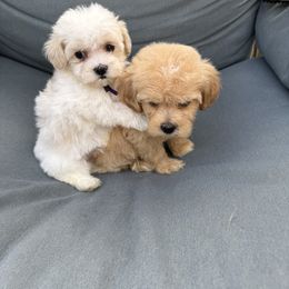 Goldendoodle, Maltipoo, and Yorkipoo Puppies from Doodle Pups Fur-Ever