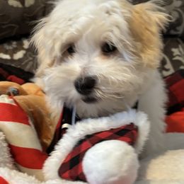 PARKER - White male Coton de Tulear puppy in Freeport, Texas from H❤️PE COTONS