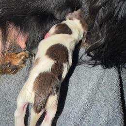 Stuffin - Piebald male Dachshund puppy in Irving, Texas from DFW Dachshunds by G & S