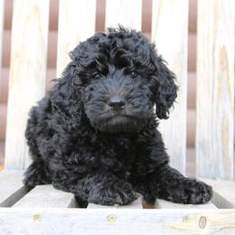 Aussiedoodle Puppies from Aspen River Doodles